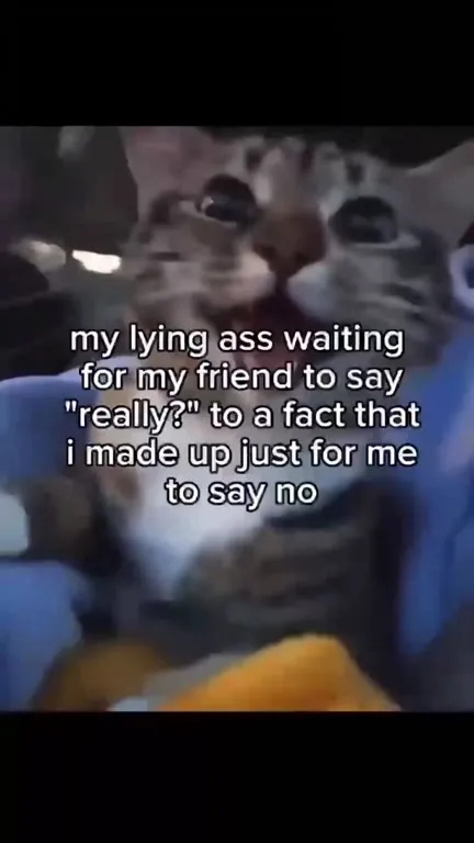 Cat Waiting to Say No