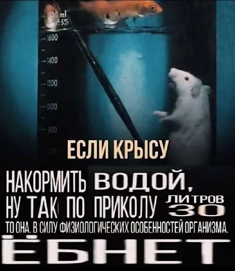 Крыса, накормленная водой
