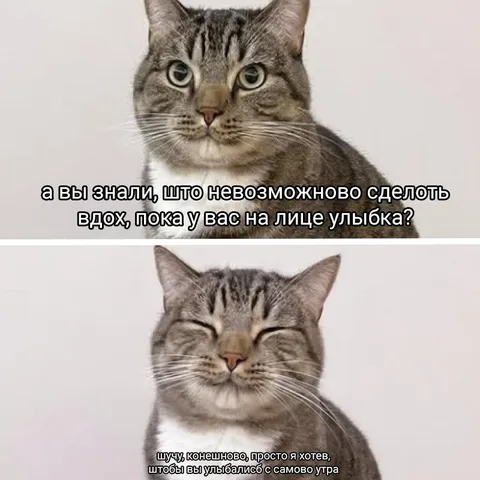 Кот желает улыбаться с утра