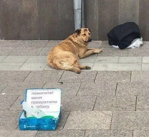 Меня превратили в собаку