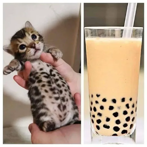 Котёнок и бабл-ти