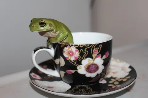 Лягушка в чашке