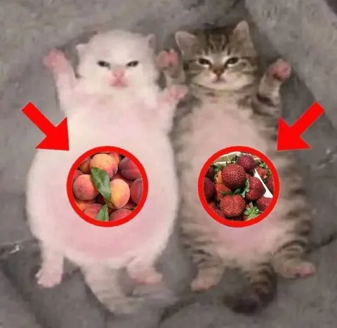 Котята с персиками и клубникой