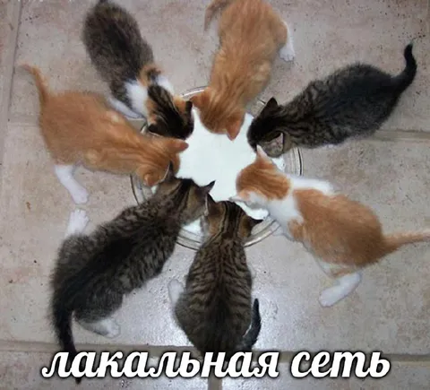 Лакальная сеть котят