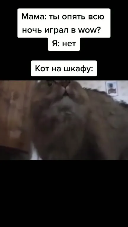 Кот на шкафу всё слышал