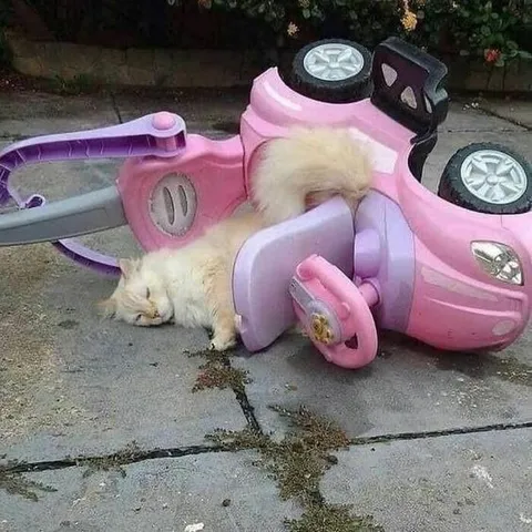Кот попал в аварию на машинке