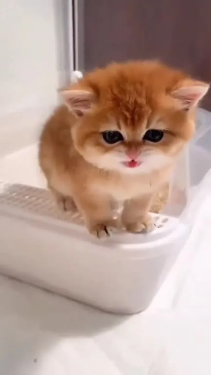 Котёнок ищет компанию