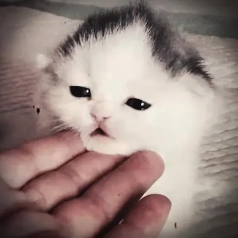Cute Kitten Turns Terrifying