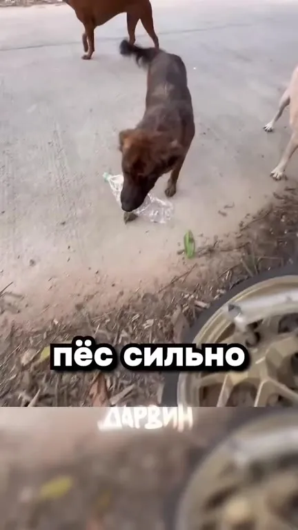 Собака приносит подарки