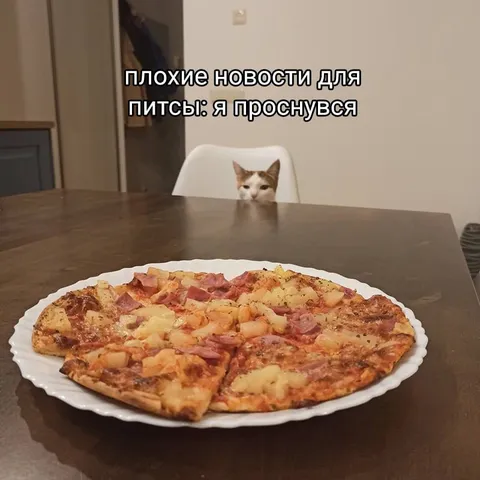 Кот проснулся ради пиццы