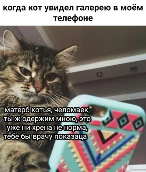 Кот увидел галерею телефона