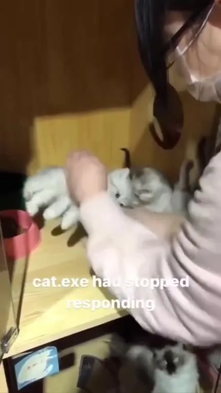 Cat.exe Has Stopped Responding