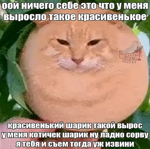 Котик и красивенький шарик