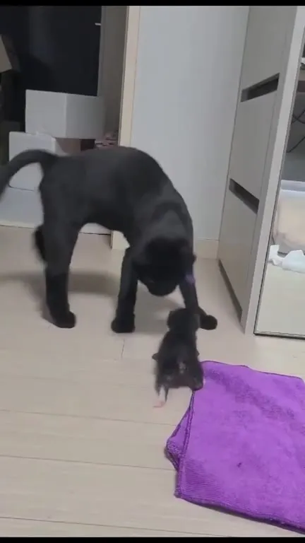 Кот испугался маленького котёнка