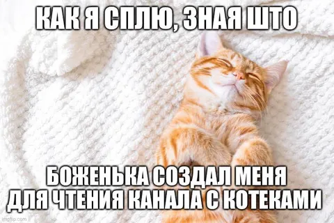 Кот спит с чистой совестью