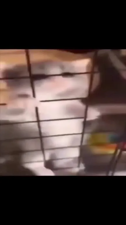 Коты в странном путешествии