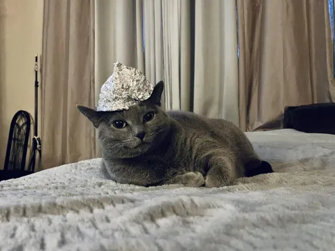 Кот в шапке из фольги