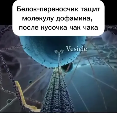 Белок-переносчик и дофамин