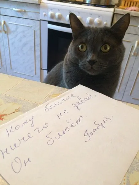 Кот смотрит на записку