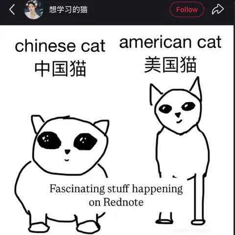 Chinese Cat Meets American Cat