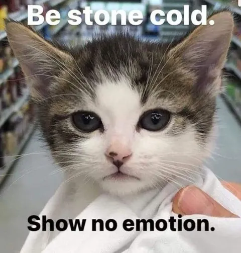 Be Stone Cold Cat