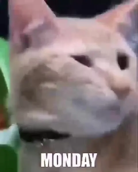 Cats Surviving the Workweek