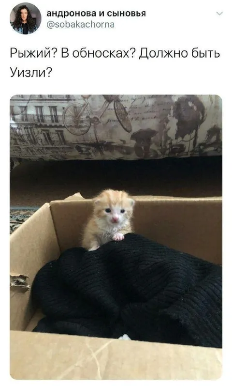 Рыжий кот в обносках