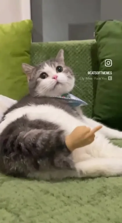 Cat Flips the Bird