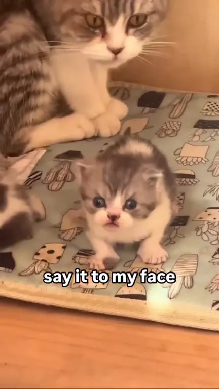 Say It to My Face Kitten