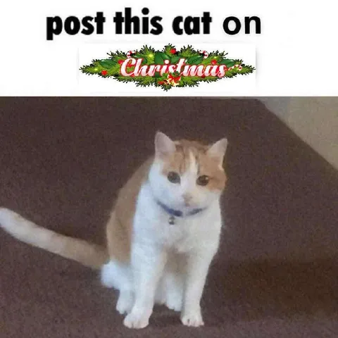 Post This Cat on Christmas