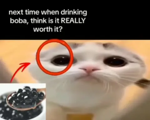 Cat Questions Boba Worth