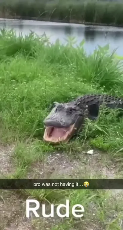 Alligator Was Not Having It