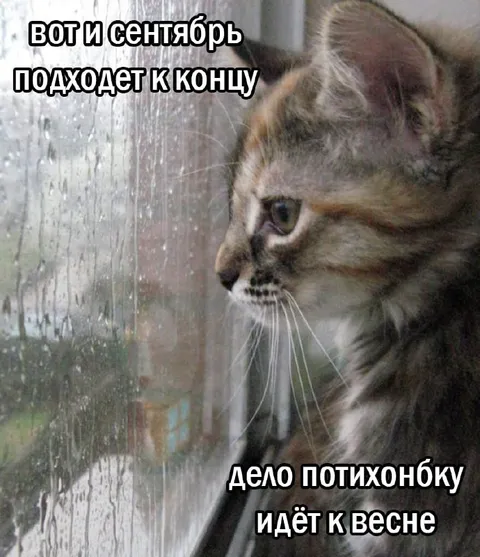 Котик ждёт весну