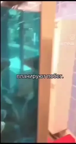 Рыбы планируют побег