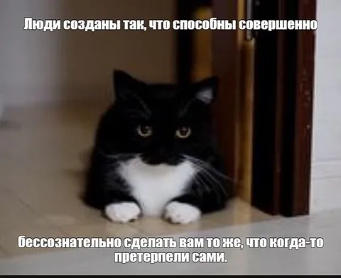 Кот повторяет пережитое вами