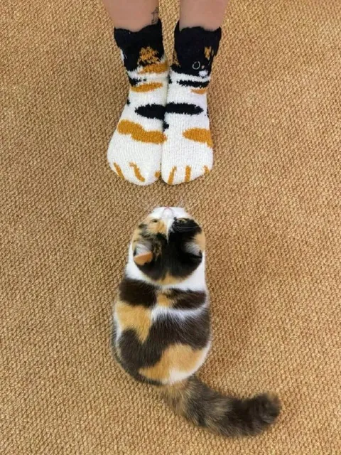 Кот в носках слился с ногами