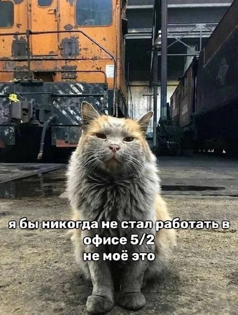 Кот отказался от офиса 5/2