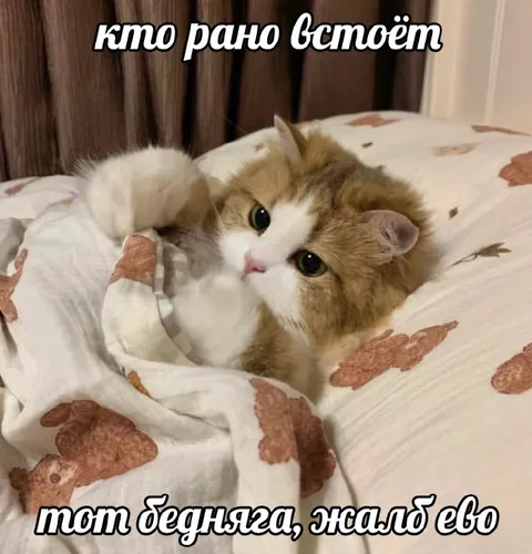 Кто рано встаёт