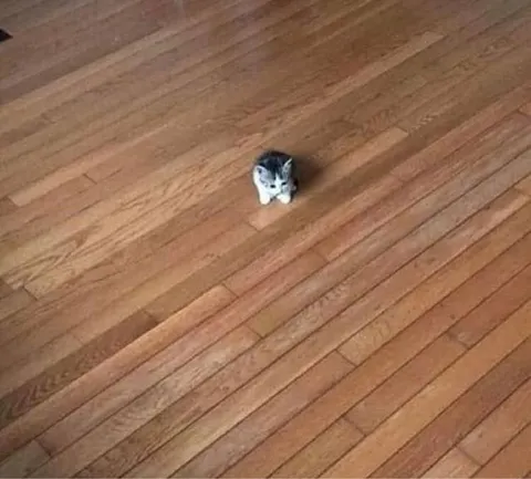 Крошечный котёнок на огромном полу