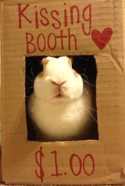 Rabbit Kissing Booth
