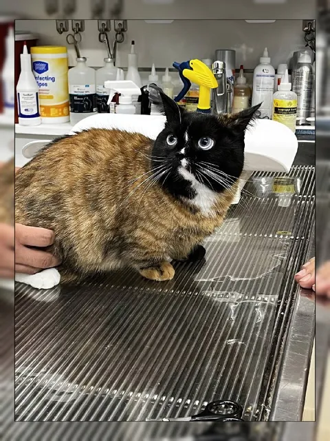 Кот на ветеринарном столе