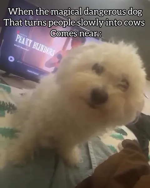 Dangerous Magical Dog Approaches