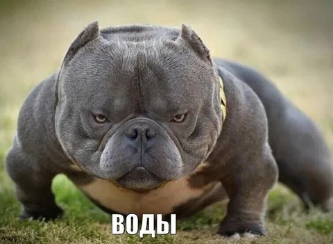 Суровый бульдог просит воды