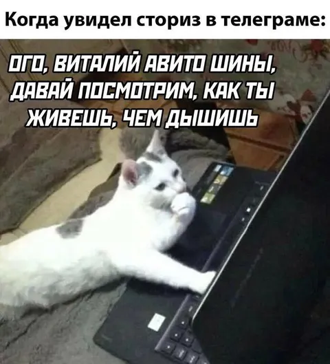 Кот смотрит сторис в Телеграме