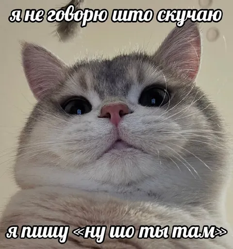 Скучающий кот отрицает скуку