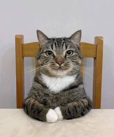 Серьёзный кот за столом
