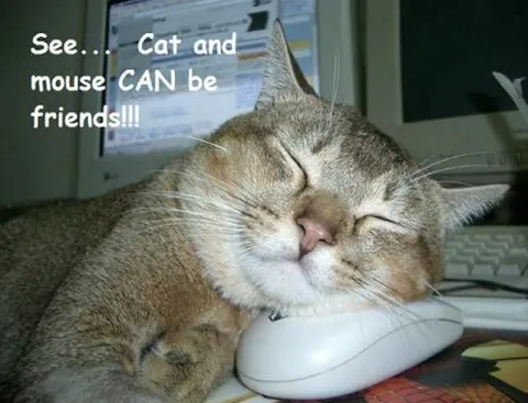 Cat and Mouse Can Be Friends
