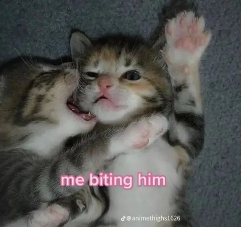 Kitten Biting His Brother