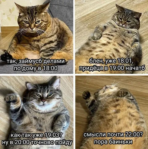 Кот откладывает домашние дела