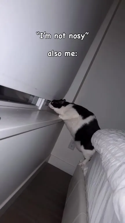 Cat Is Definitely Not Nosy